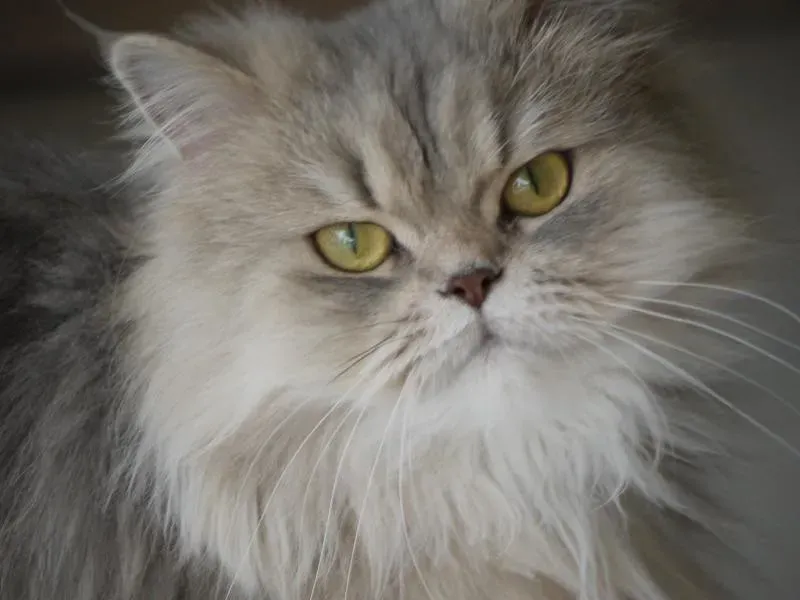 ESFP: The Persian (Magnus Br&aring;th, Flickr, CC BY 2.0)