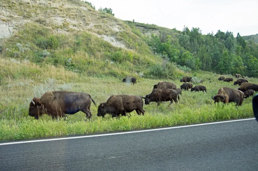 Theodore Roosevelt National Park: Badlands Meets Bison (Image Credits: Flickr)