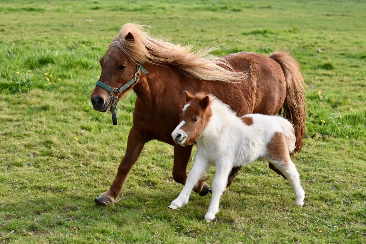 4. Ponies (Especially Native and Traditional Types): Tiny Bodies, Giant Opinions (Image Credits: Pixabay)