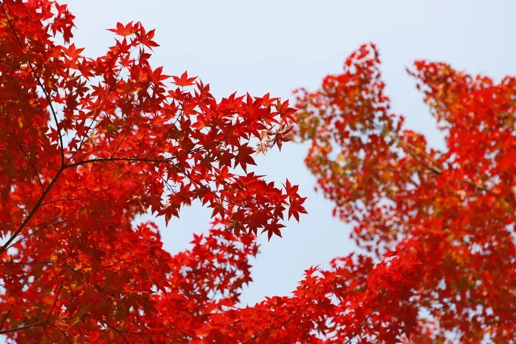 #4. Red Maple (Acer rubrum) (Image Credits: Rawpixel)