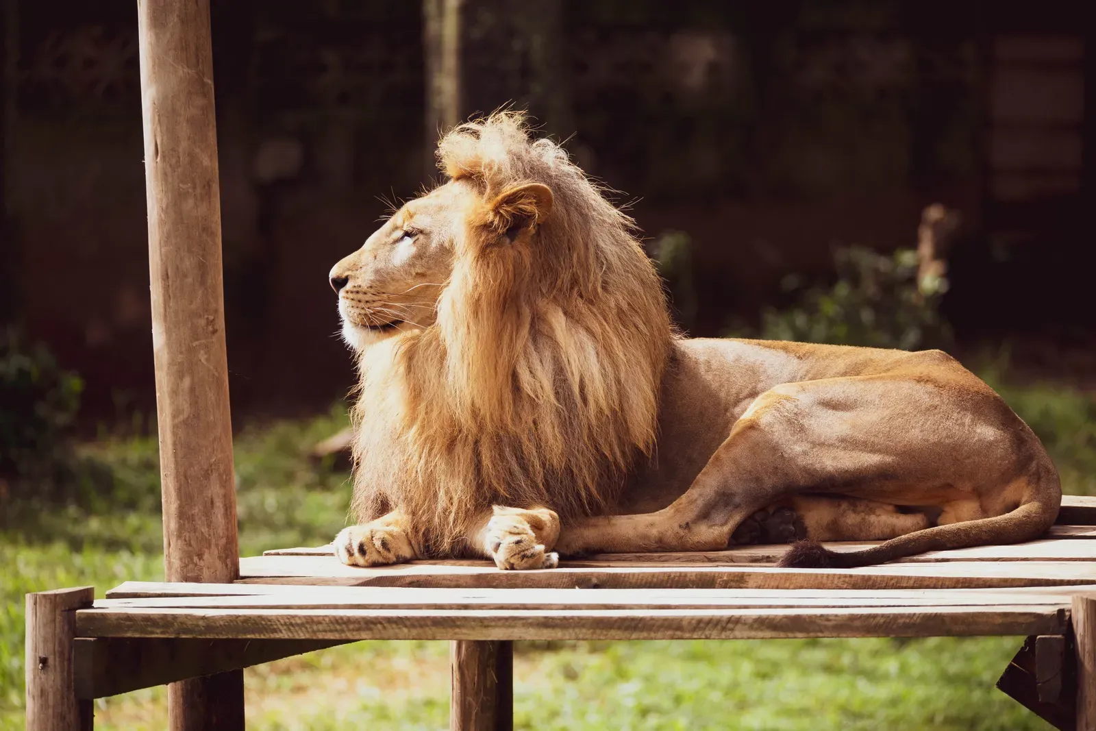 Leo: The Lion (Image Credits: Wikimedia)