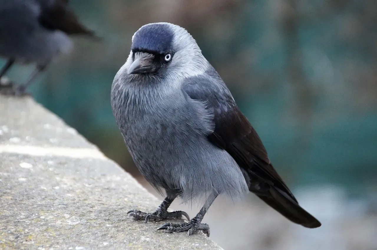 Jackdaw Hard Stares for Territory Defense (Image Credits: Pixabay)