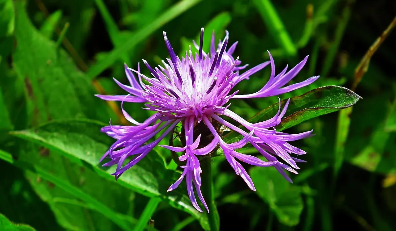 12. Wild Bergamot: The Purple Bloom Hummingbirds Can't Ignore (Image Credits: Pixabay)