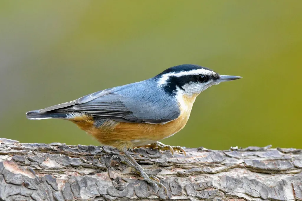 #6: Red-Breasted Nuthatch - The Fact-Checker of the Alarm Network (Image Credits: Rawpixel)