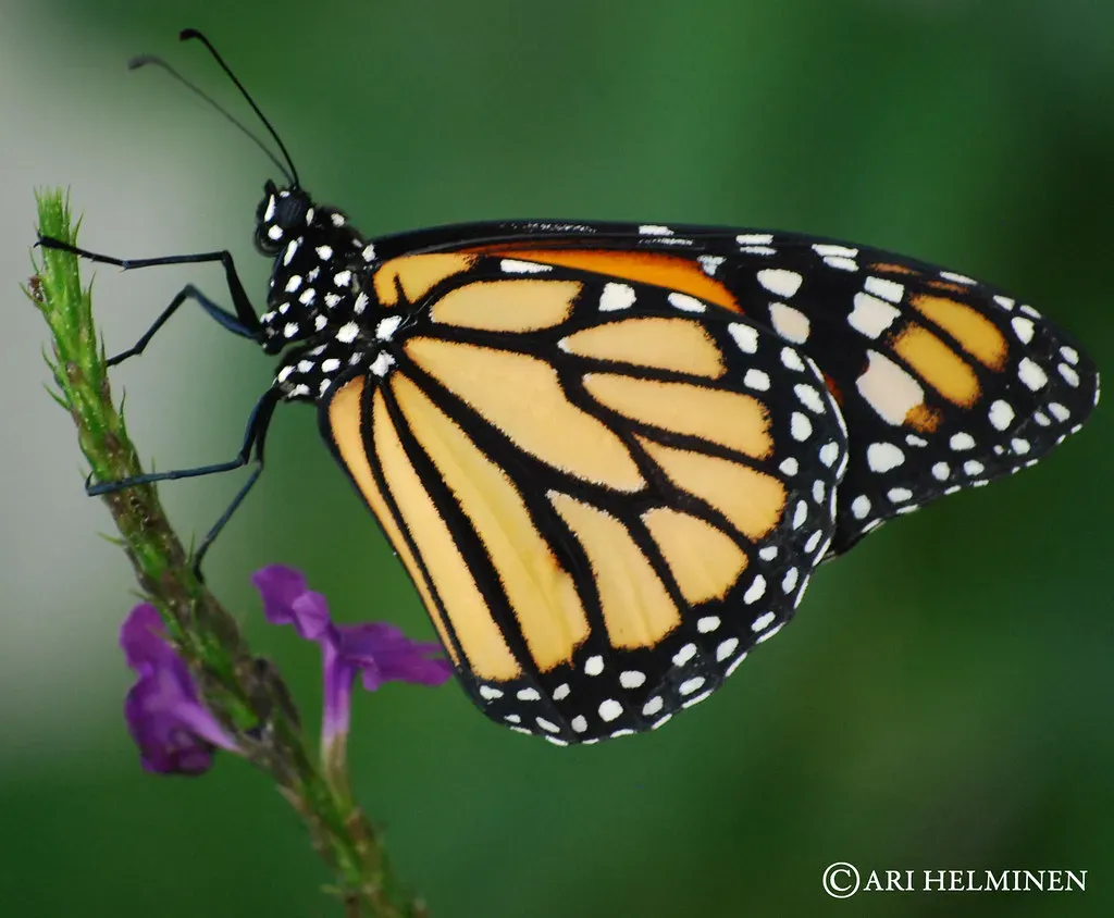 The Monarchs' Marathon Journey Across a Continent (Image Credits: Flickr)