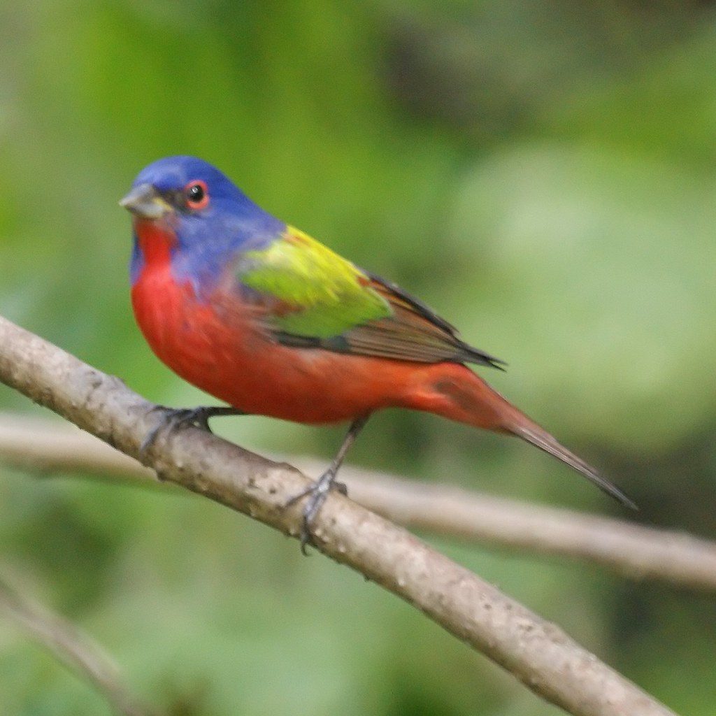 Painted Bunting (Image Credits: Flickr)