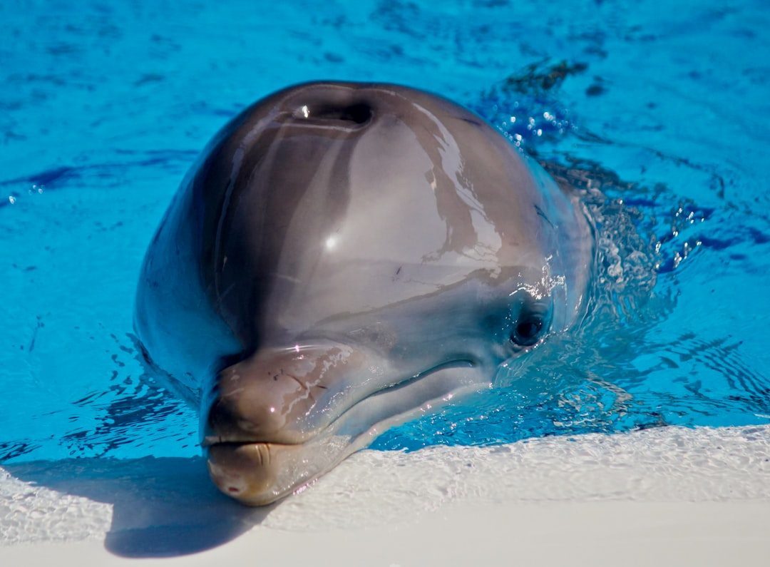 Dolphins Have a Special Whistle That Means 'Wait, What?' (Image Credits: Unsplash)