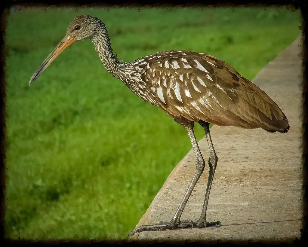 Limpkin (Thanks for over 2 million views!!, Flickr, CC BY 2.0)