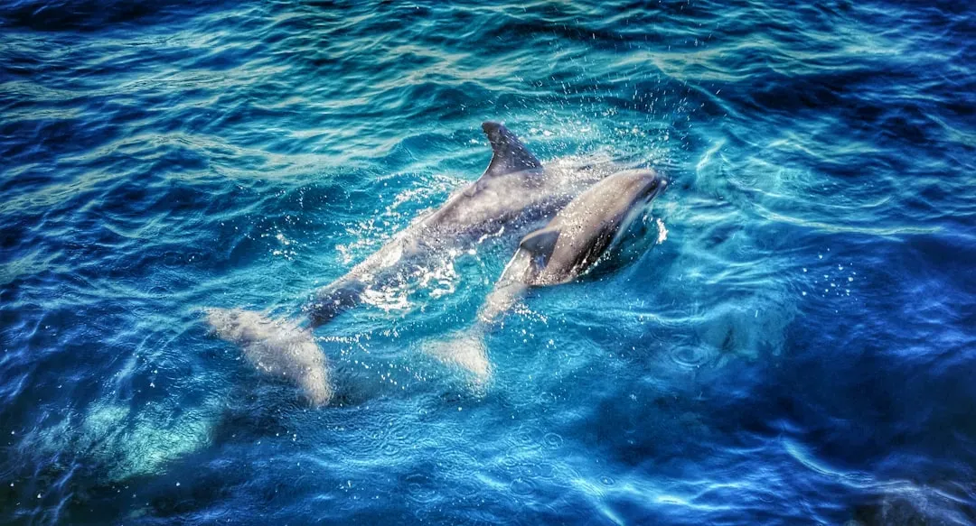 11. The Dolphin: Teaching Before Birth Even Begins (Image Credits: Unsplash)