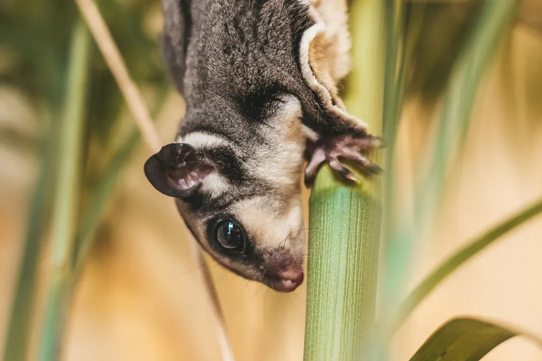 #9 - Sugar Glider (Image Credits: Unsplash)