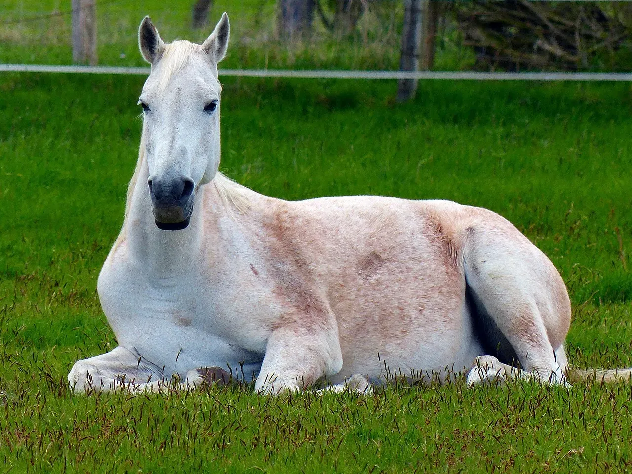 Creating Conditions That Allow Horses to Rest Properly (Image Credits: Pixabay)