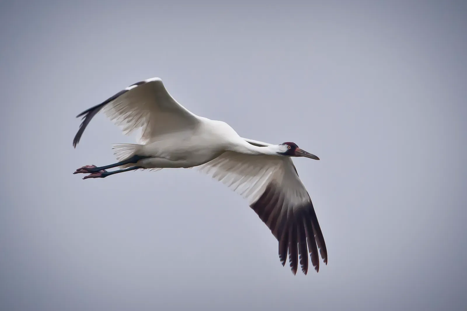 9. The Whooping Crane: Teaching Birds to Fly Home (Image Credits: Wikimedia)