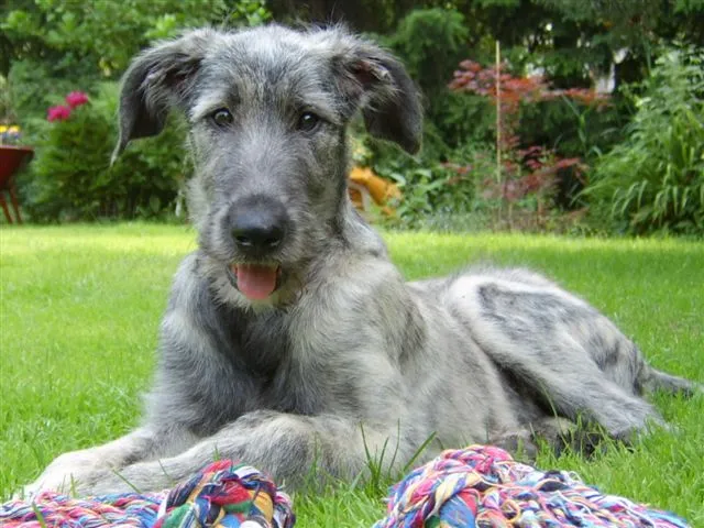 #15 Irish Wolfhound – Rapid Growth To Gentle Old Soul (Hanna Woźna - Gil, CC BY-SA 3.0)