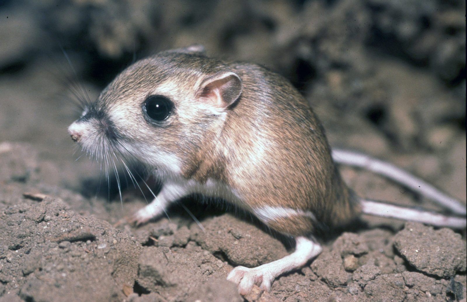 Kangaroo Rat - The Ultimate Water Miser (Image Credits: Wikimedia)