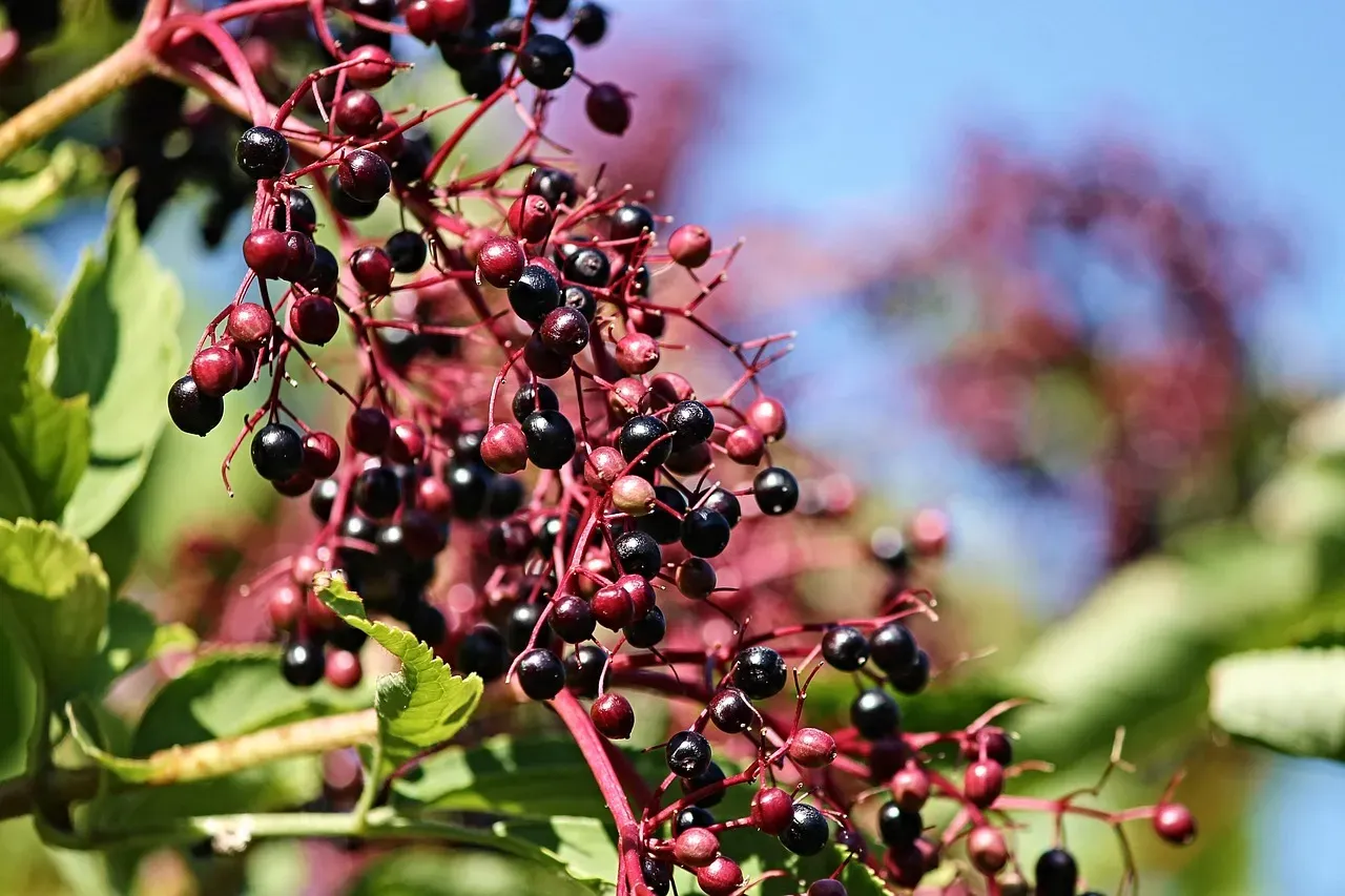 10. Elderberry (Sambucus canadensis) (Image Credits: Pixabay)