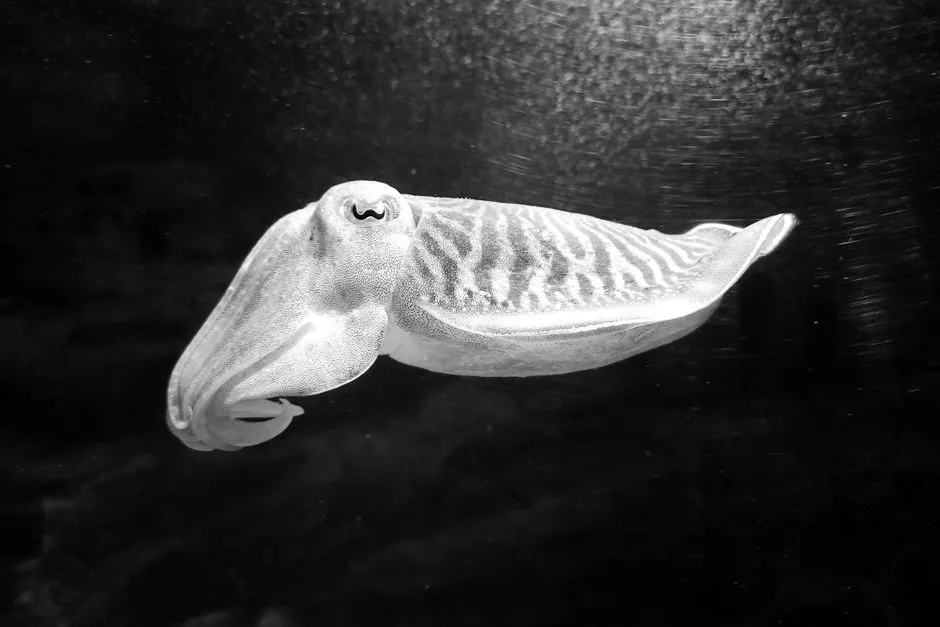 A Cephalopod Marshmallow Test Under the Sea (Image Credits: Pexels)