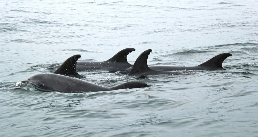 2. Orcas: Dynasty Beneath the Waves (Image Credits: Unsplash)