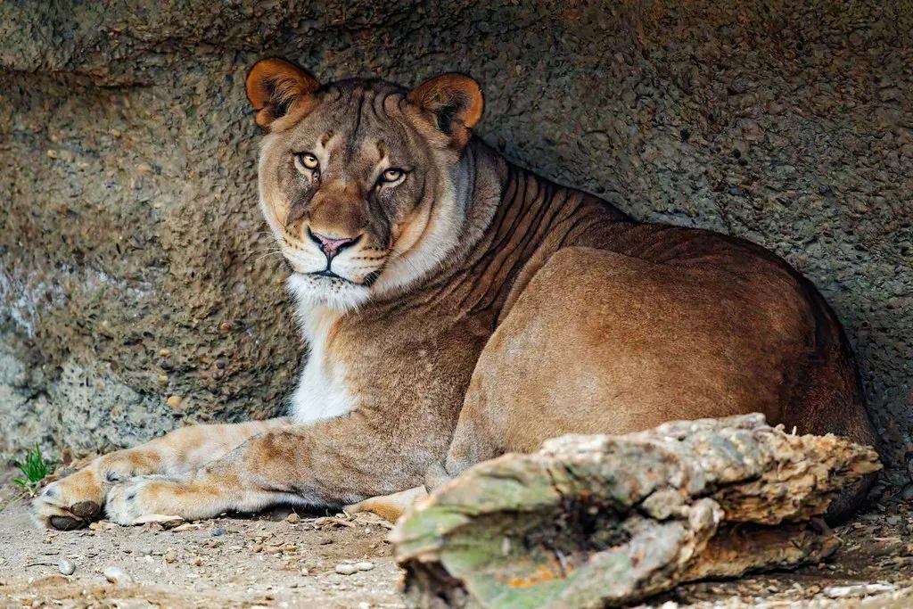 Scorpio: The Cave Lion (Image Credits: Flickr)