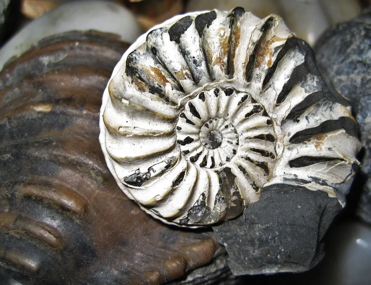 The Nautilus: A Living Spiral from the Dawn of Time (Image Credits: Pixabay)