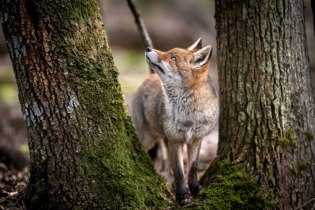 5. Climbing Trees (Image Credits: Unsplash)