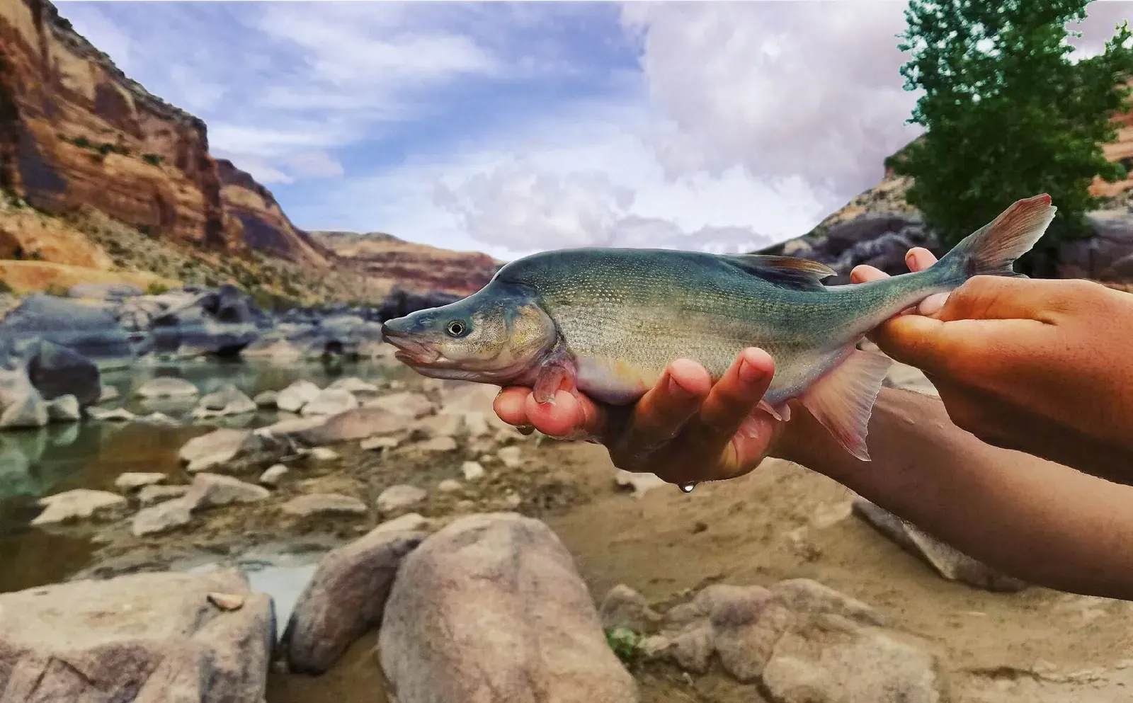 Humpback Chub and Razorback Sucker: Colorado River Underdogs Gaining Ground (By U.S. Fish and Wildlife Service, Public domain)