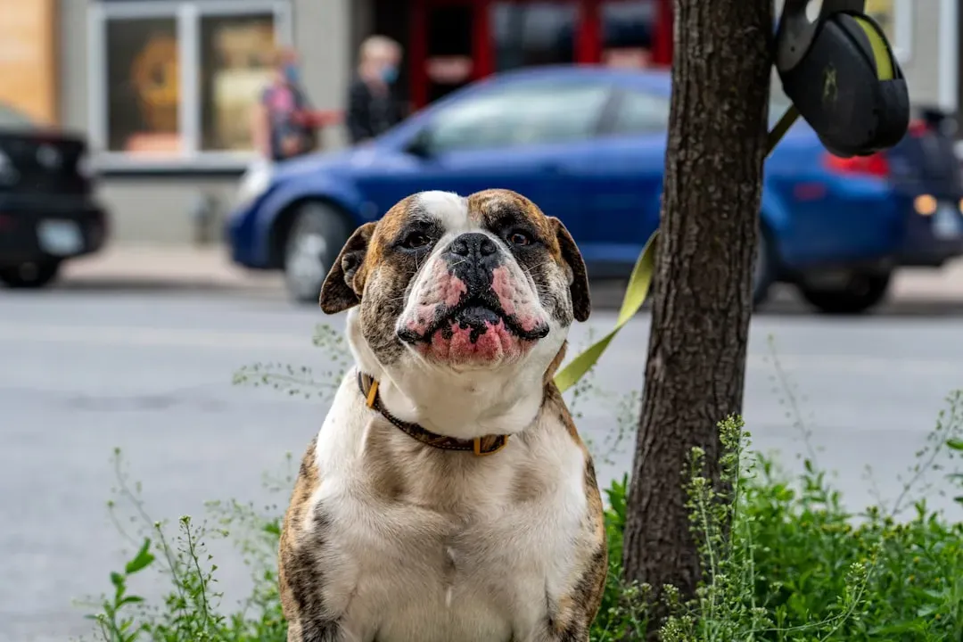 6. They Anticipate Your Routine Before It Happens (Image Credits: Unsplash)