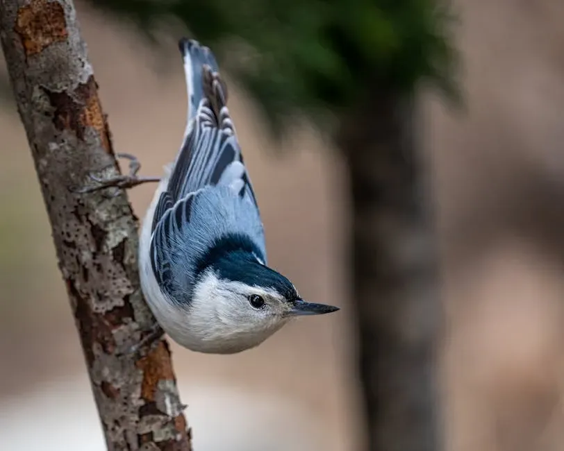 #6 Virgo (August 23 &ndash; September 22): The White-breasted Nuthatch (Image Credits: Pexels)