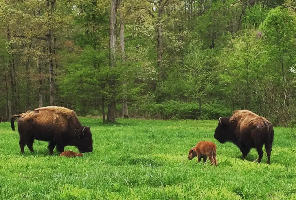 Wilder Than Cattle: Why Bison Are Ecological Powerhouses (Image Credits: Flickr)