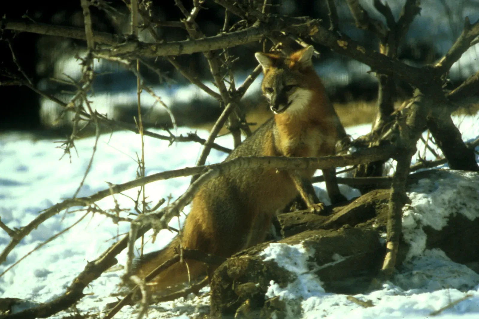 Tree Climbing Serves Multiple Survival Purposes (Image Credits: Wikimedia)
