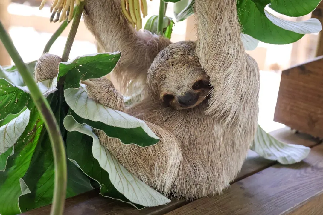 #4. Sloth (Image Credits: Unsplash)
