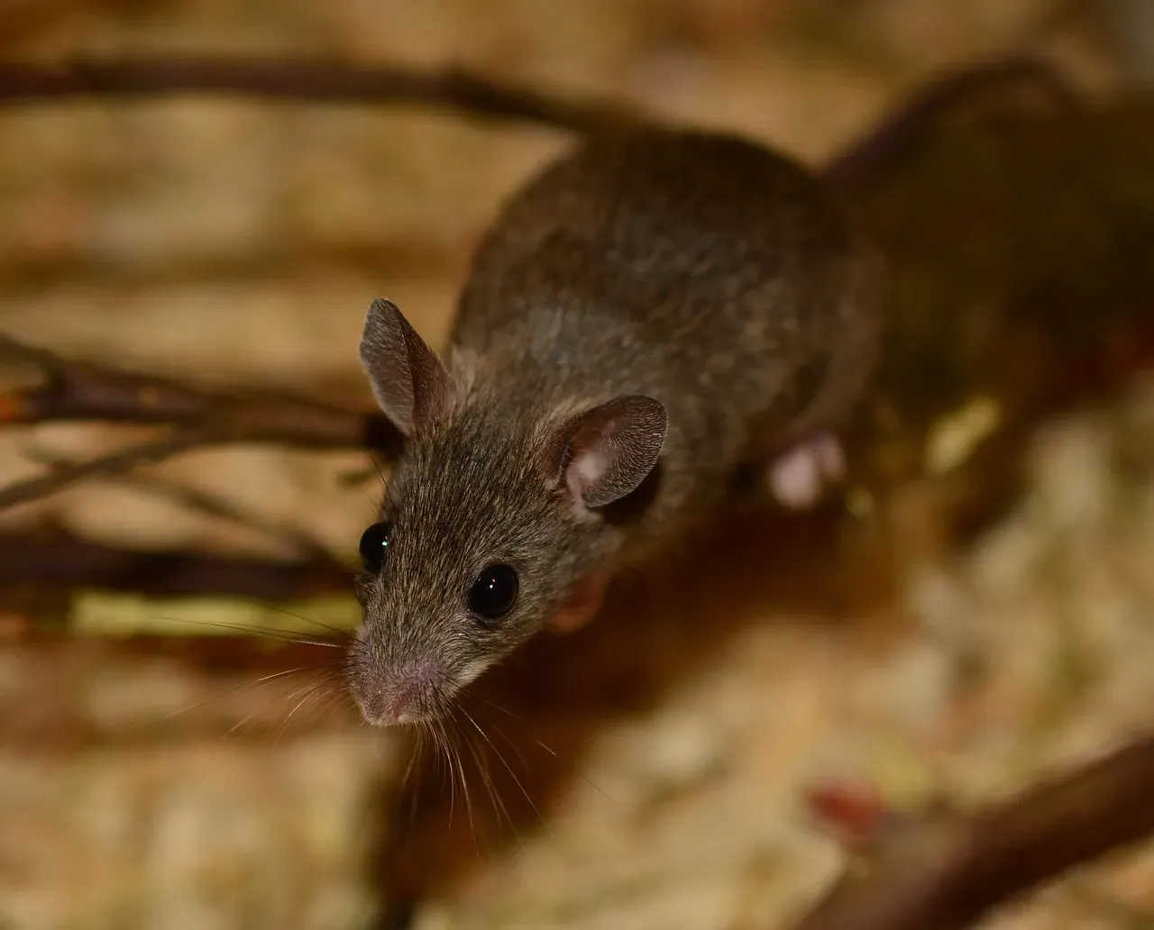 The Etruscan Shrew: A Paperclip-Sized Predator With a Racing Heart (Image Credits: Pixabay)