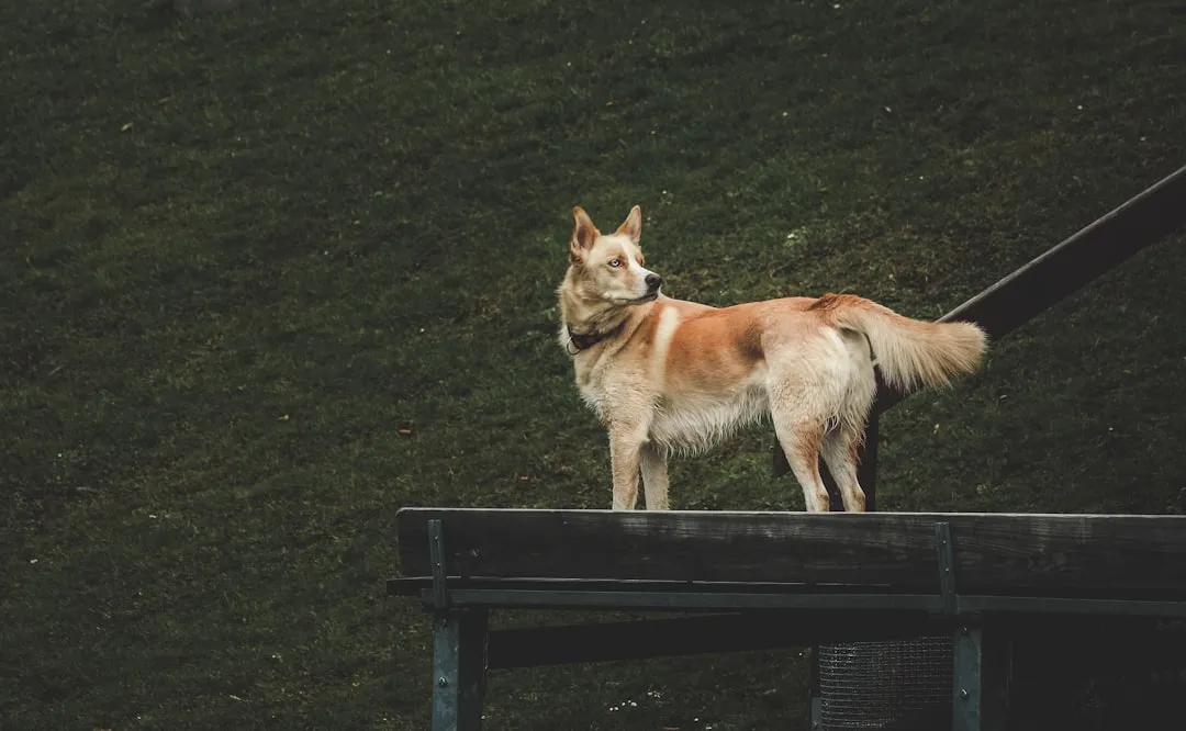 #12 - Hesitation on Ramps, Steps, and Jumps in the Salon (Image Credits: Unsplash)