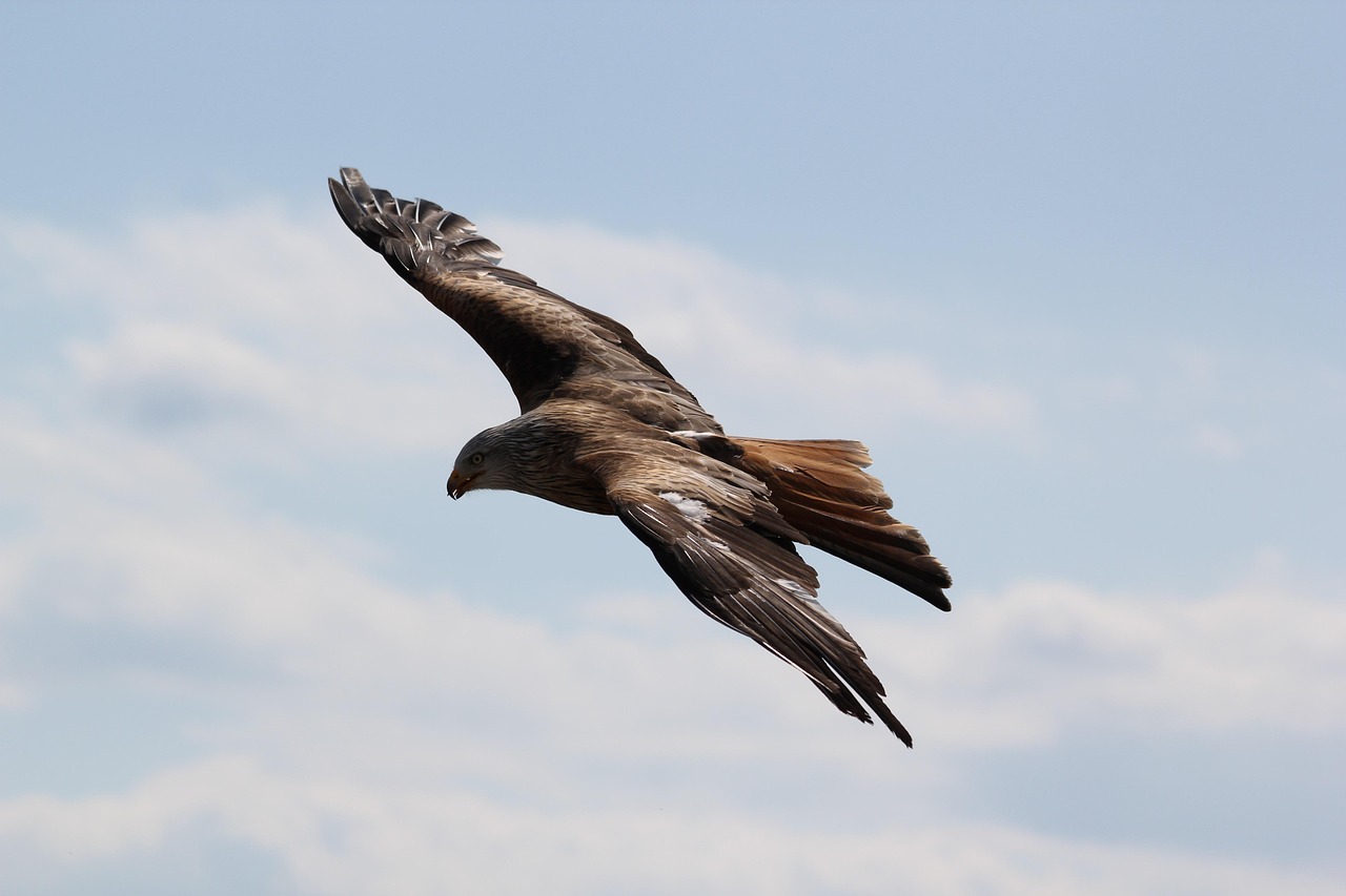 Aries: The Golden Eagle (Image Credits: Pixabay)