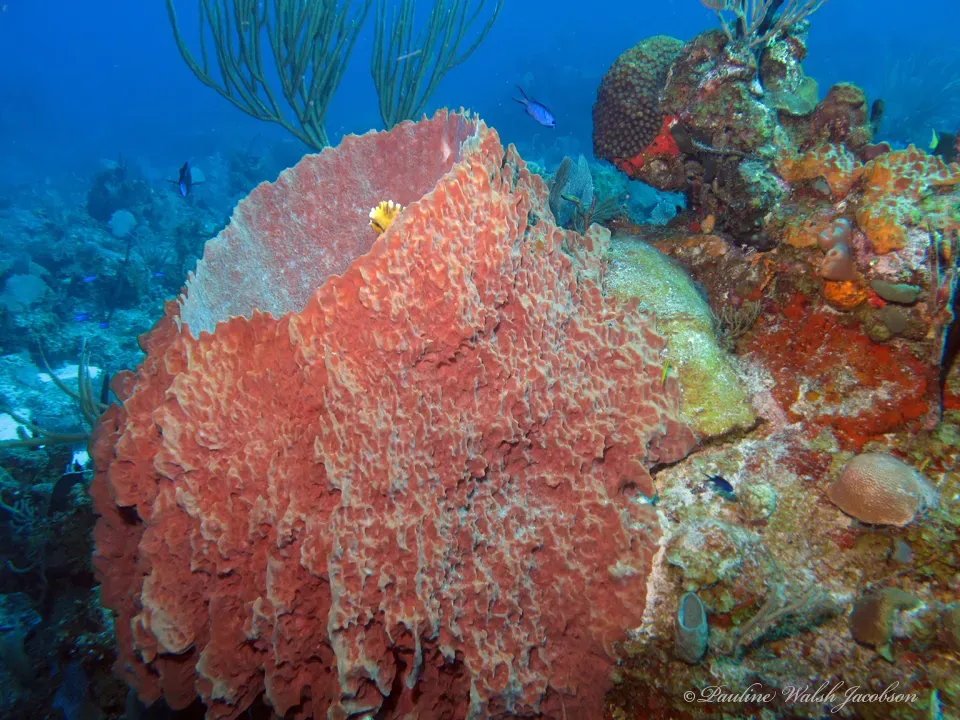 6. The Giant Barrel Sponge: The Redwood of the Reef (By Pauline Walsh Jacobson, CC BY 4.0)