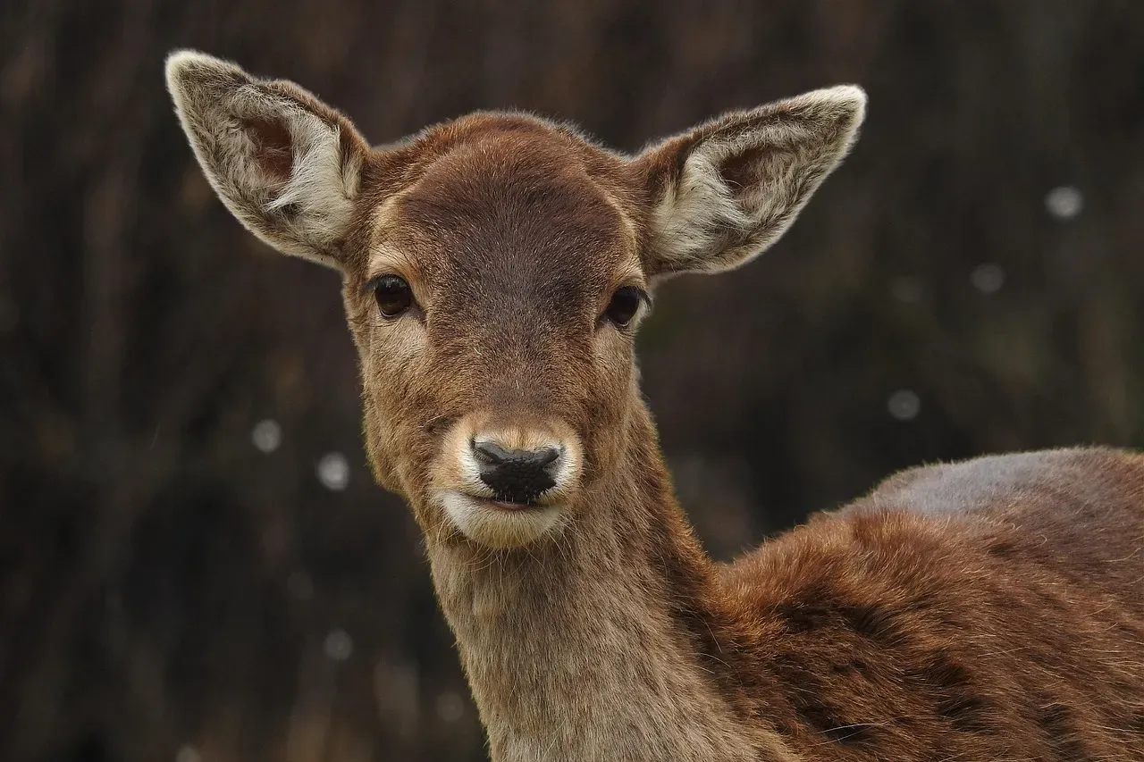 The Graceful Deer: Spirit of Gentle Strength (Image Credits: Pixabay)