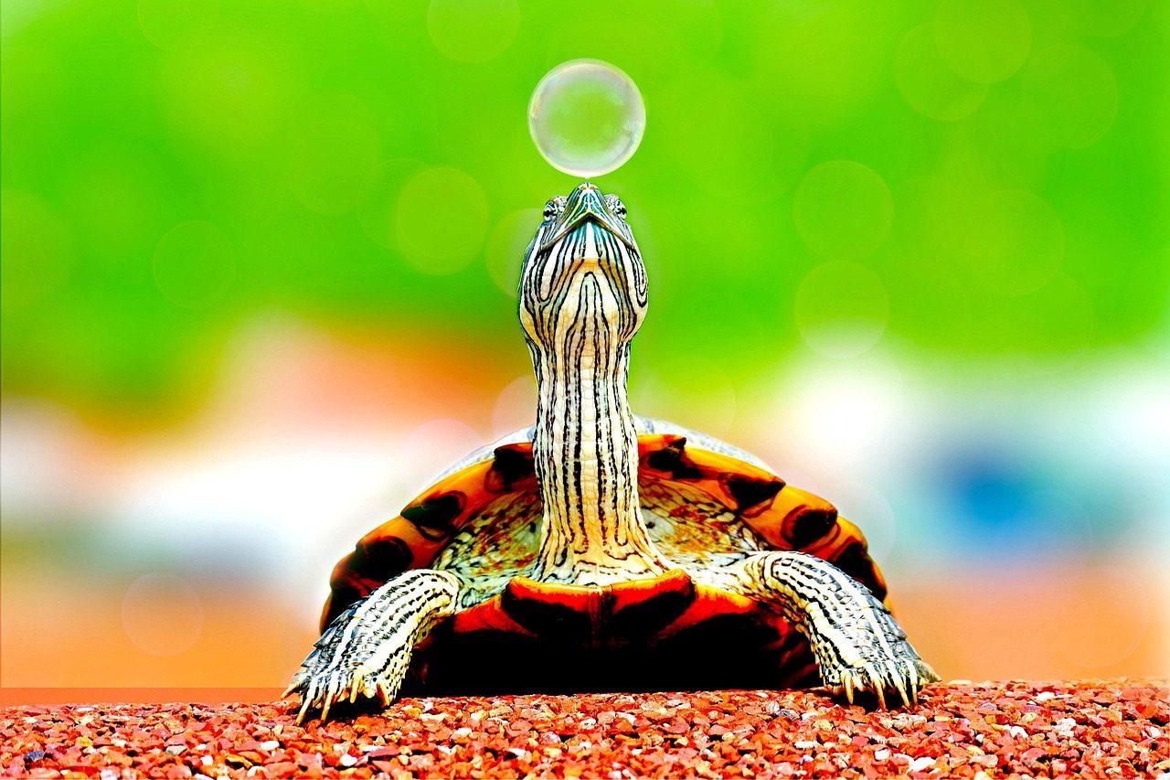 The Steadfast Turtle: Endurance and Ancient Wisdom (Image Credits: Pixabay)