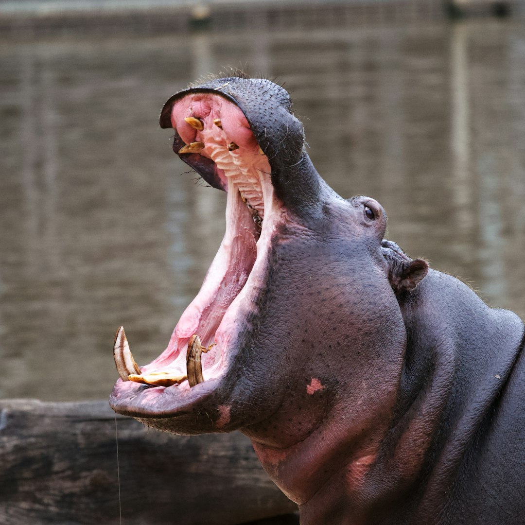 Hippopotamus (Image Credits: Unsplash)