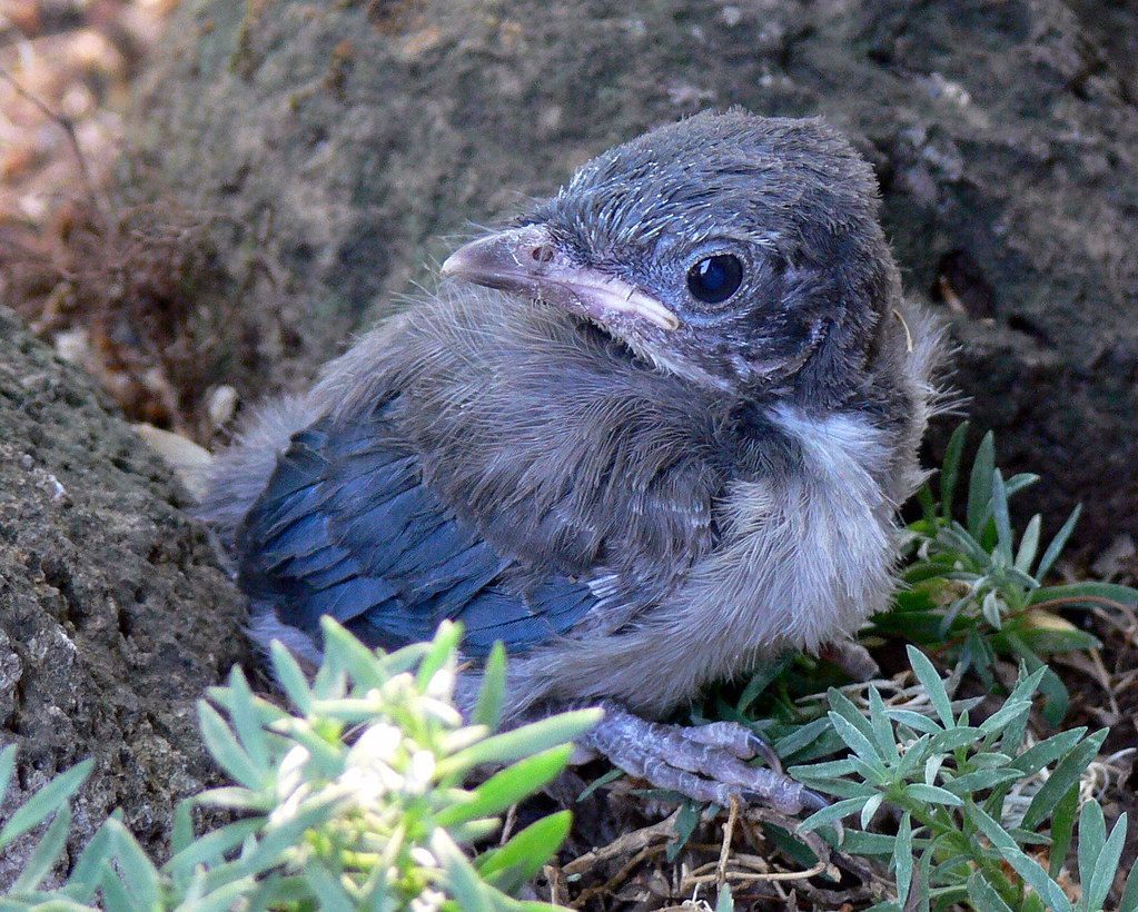 6. Western Scrub Jay: The Memory Master (Image Credits: Flickr)