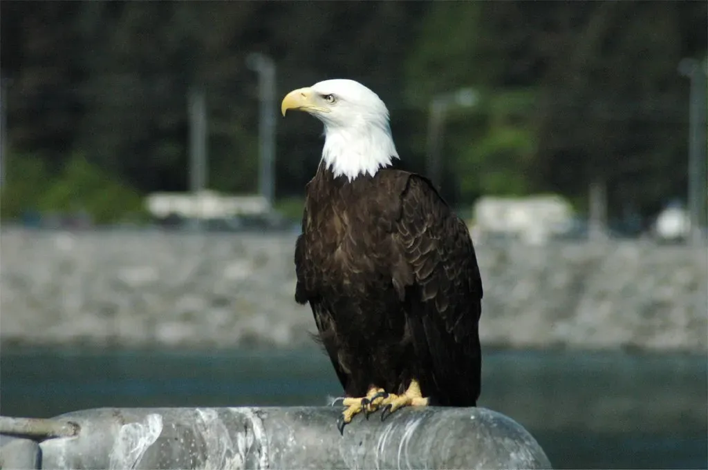 Washington and the Pacific Northwest Connection (Image Credits: Flickr)