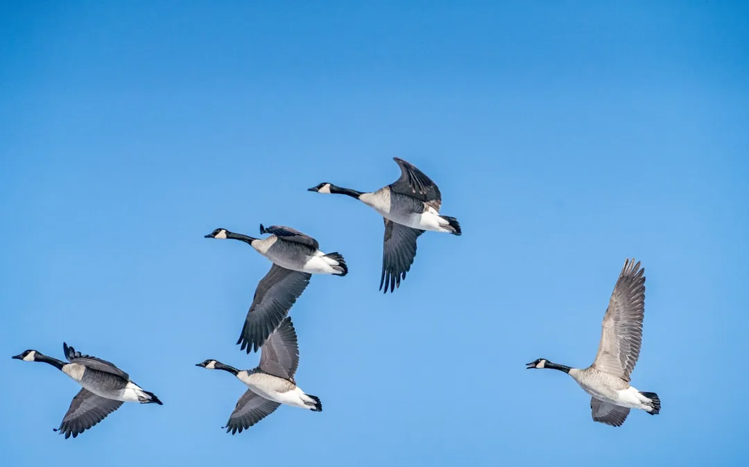Surveying the Landscape for Suitable Habitats (Image Credits: Unsplash)