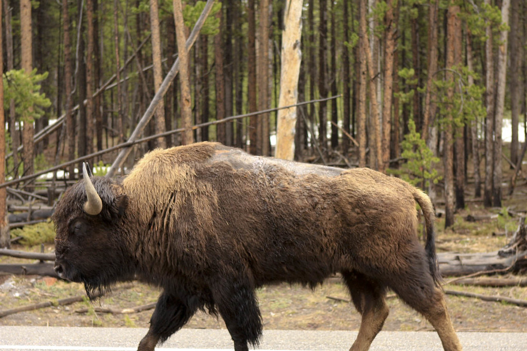 The Mock Charge: Nature's Final Warning (Image Credits: Flickr)