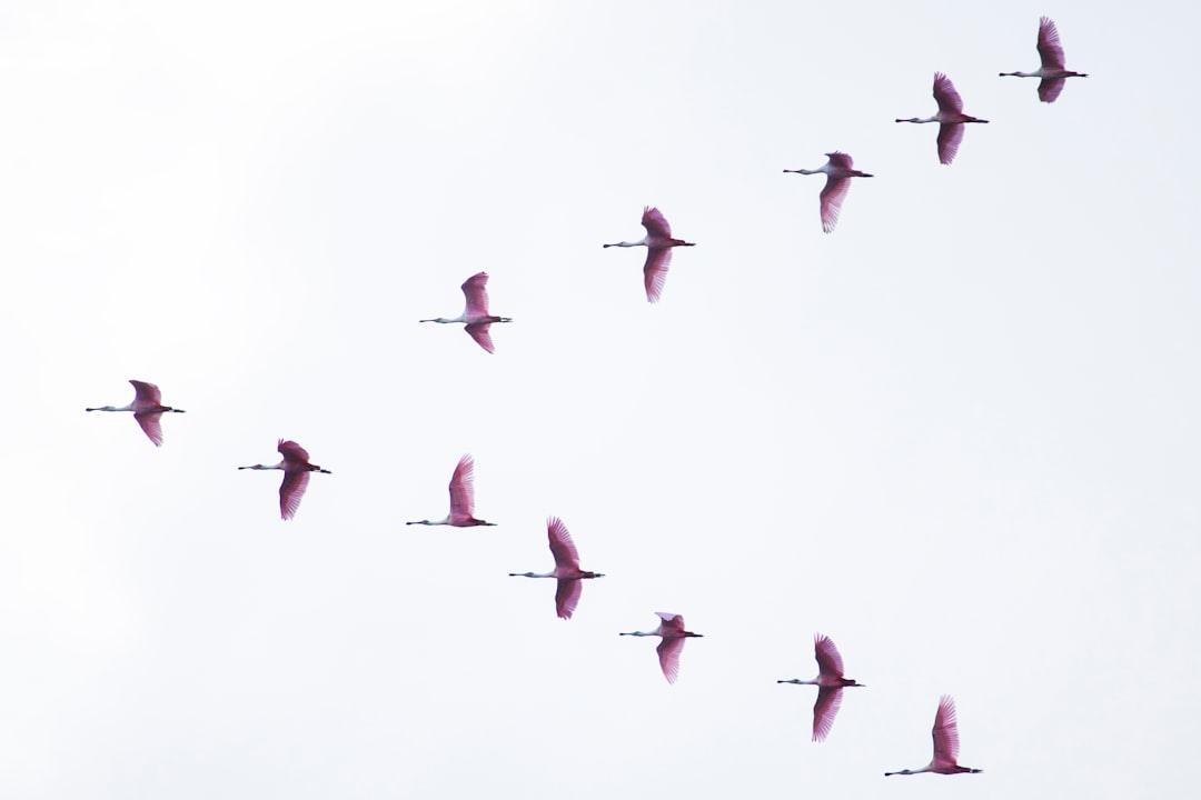 Bird Migration Navigation Defies Conventional Understanding (Image Credits: Unsplash)