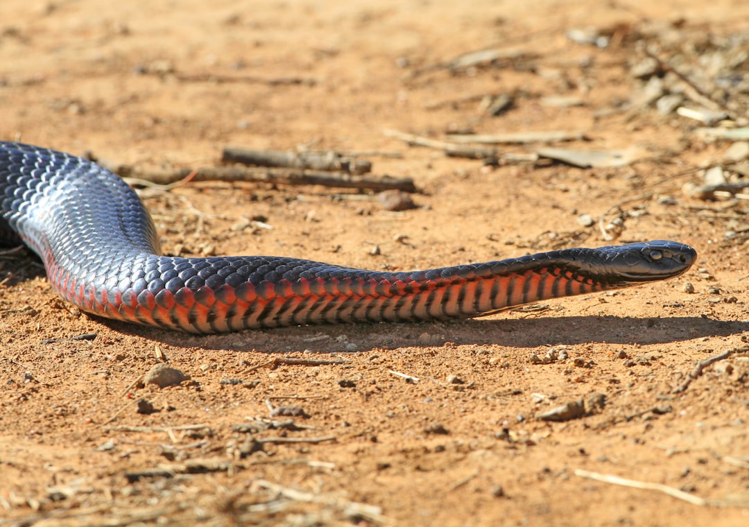 Vibrating Tails Without Rattles (Image Credits: Unsplash)