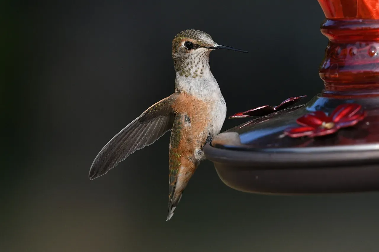 Taurus (April 20 &ndash; May 20): The Hummingbird (Image Credits: Pixabay)