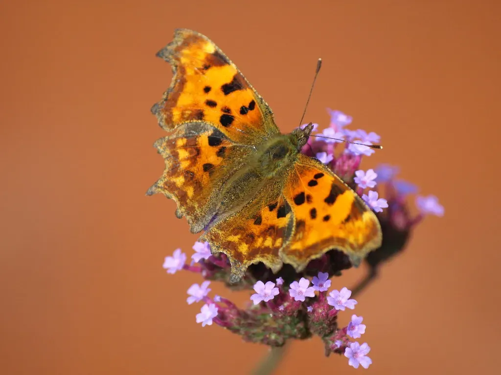 Conclusion (rhonddawildlifediary, Flickr, CC BY-SA 2.0)