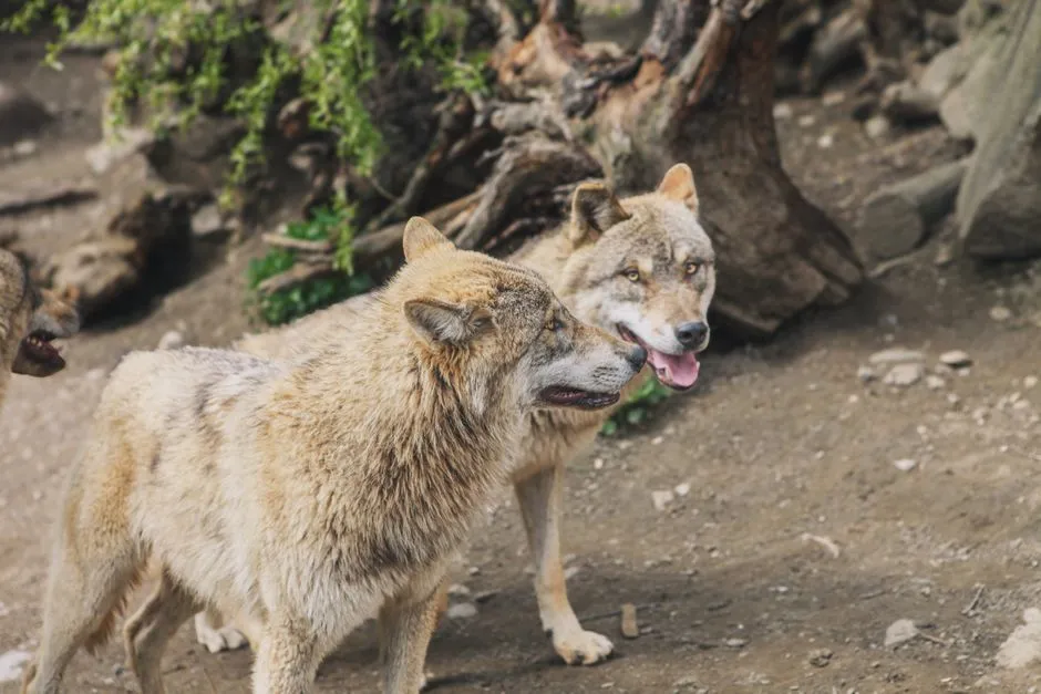 Understanding Idaho's Wolf Population (Image Credits: Pexels)