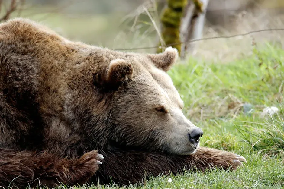 Bears Are Not Truly Hibernating in Winter (Image Credits: Pexels)