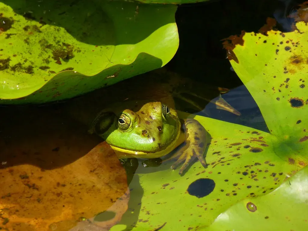 #12. Pisces (February 19 – March 20): The Bullfrog (Rusty Clark ~ 100K Photos, Flickr, CC BY 2.0)