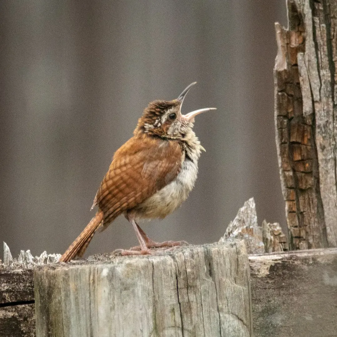 6. Mockingbirds and Their Uncanny Vocal Performance (Image Credits: Unsplash)