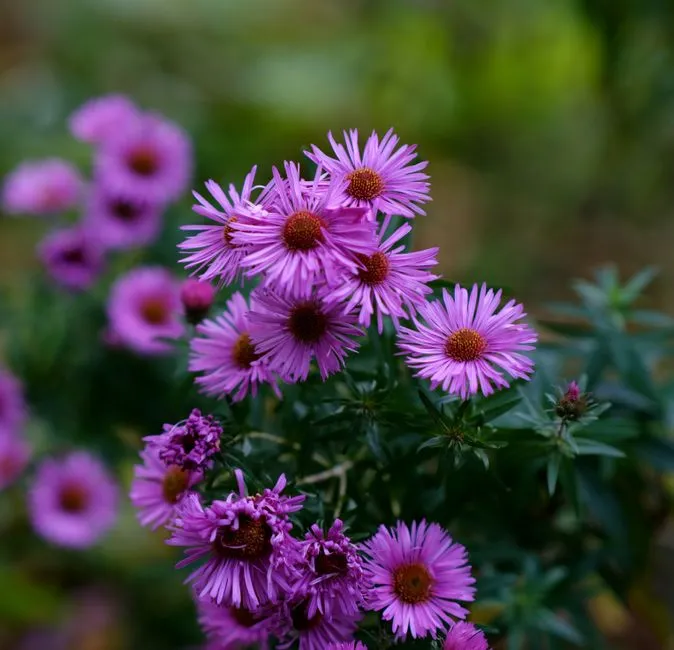 #12 - New England Aster: The Fall Powerhouse for Bees (Image Credits: Pexels)